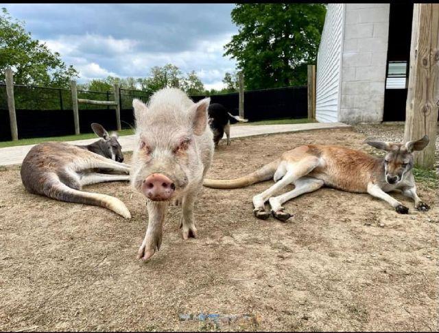 Alpaca farm huge hit with children in York Township | Medina